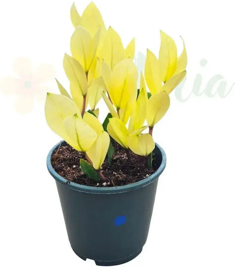 Zamioculcas Zamiifolia 'chameleon' Ø14cm Ø14 Cm