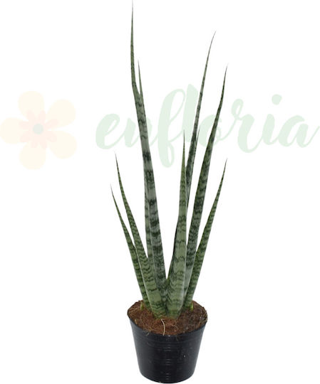 Sansevieria 'digitorum' Ø10.5 Cm