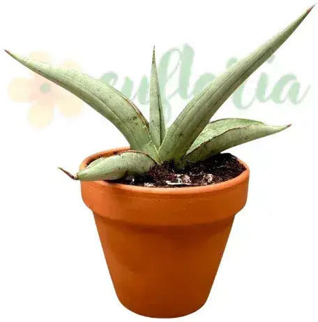 Sansevieria 'swan Dancer' Ø6 Cm