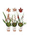 Cambria Orchidee Ø12 Cm