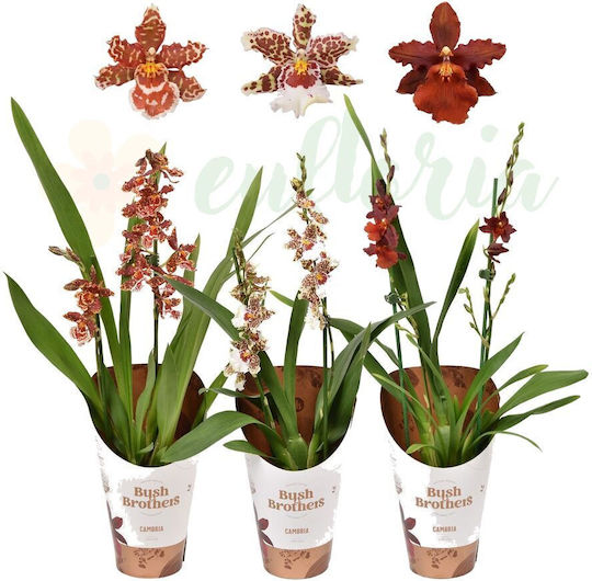Cambria Orchidee Ø12 Cm