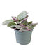 Tradescantia Cerinthoides Sweetness Ø6 Cm