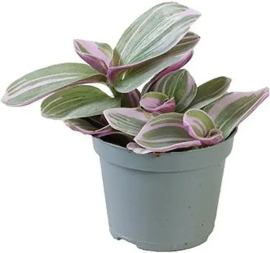 Tradescantia Cerinthoides Sweetness Ø6 Cm