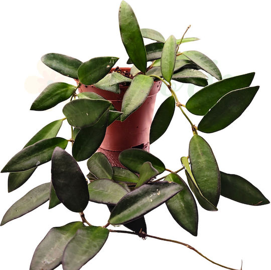 Hoya 'rosita' Ø9 Cm