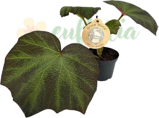Begonia 'brown Forest' Ø12 Cm