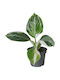 Philodendron 'white Wizard' Ø6 Cm