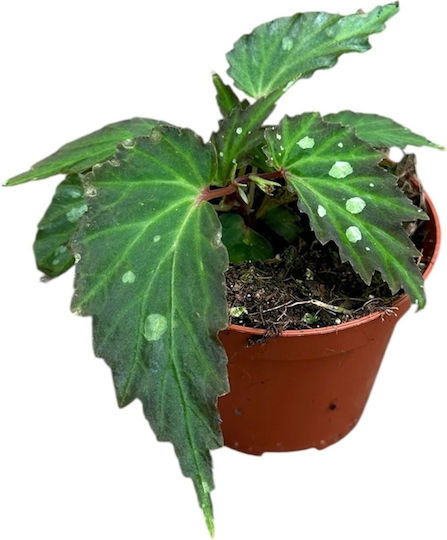 Begonia 'mantuk' Ø8 Cm