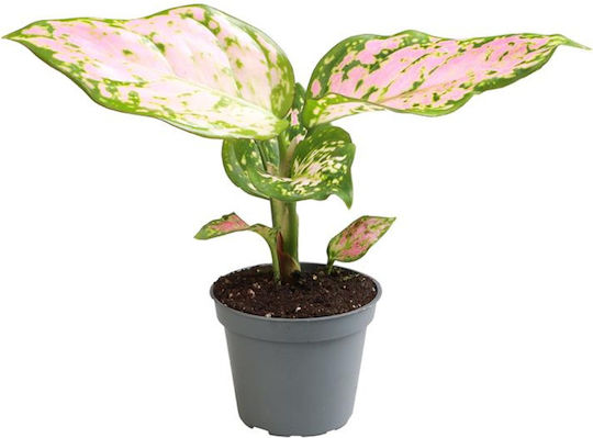 Aglaonema Red Valentine Ø6 Cm