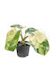 Philodendron Burle-marxii 'variegata' Ø6cm Ø6 cm