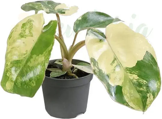 Philodendron Burle-marxii 'variegata' Ø6cm Ø6 cm