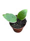 Hoya Verticillata 'panglay Variegata' Ø8cm Ø8 cm