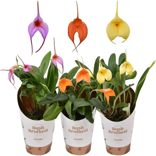 Orhidee Masdevallia — Orhidee Colector Andin Flori Triunghiulare Ø9 Cm