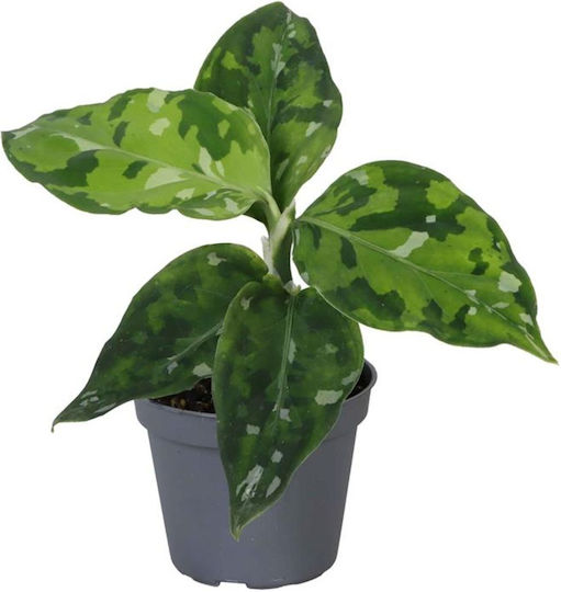 Aglaonema Pictum Tricolor Ø6 Cm