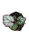 Begonia 'pink Panther' Ø8 Cm