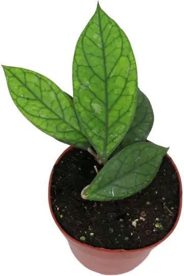 Hoya 'water Drop' Irina Epc964 Ø12 Cm