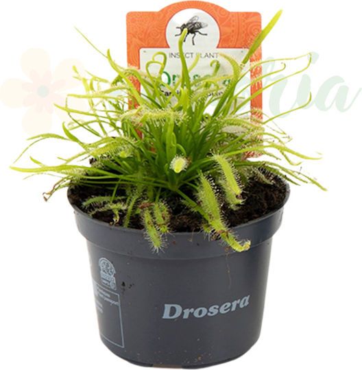 Drosera Alba Ø9 Cm