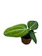 Anthurium Villenaorum Ø6 Cm