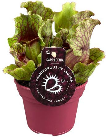 Sarracenia Purpurea Venosa 'clementina' Ø12 Cm Sarracenia Purpurea Venosa 'clementina' Ø12 Cm