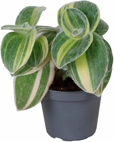 Tradescantia Sillamontana 'variegata' Ø6 Cm