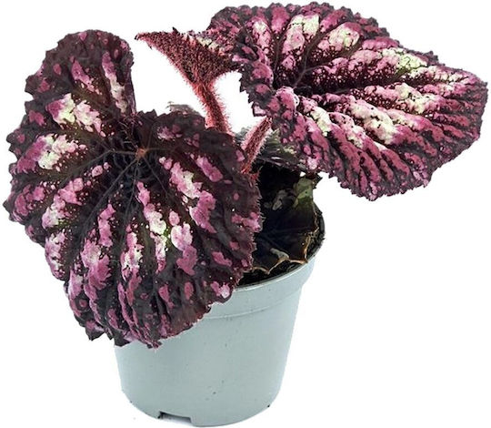 Begonia 'spirit Flores' Ø6 Cm