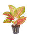 Aglaonema 'grand Poppy' Ø12 Cm