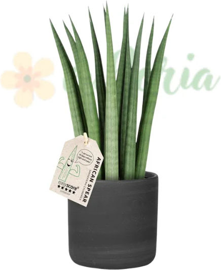 Sansevieria Cylindrica Ø12 См