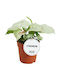 Syngonium Podophyllum 'milk Confetti' Ø6 Cm