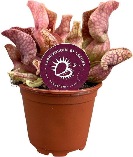 Sarracenia Purpurea Venosa 'sylwia' Ø8.5 Cm