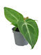 Anthurium Magnificum Ø6 Cm