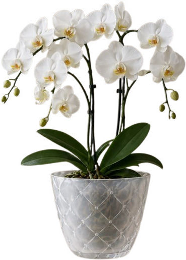 Transparent Pot Effective Orchid Care