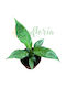 Spathiphyllum 'diamond' Ø10.5 Cm