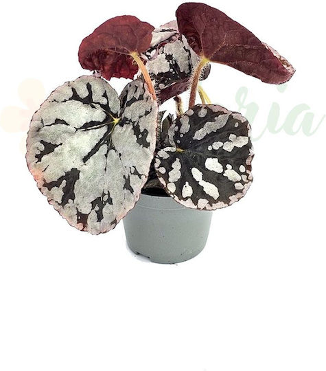 Begonia 'spirit Bali' Ø6 Cm