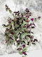 Tradescantia Zebrina Зебрина Телеграф