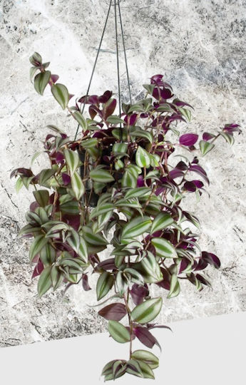 Τραδεσκαντια Ζεμπρινα Τηλεγραφος Tradescantia Zebrina