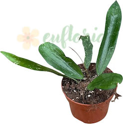 Hoya Sp Bengkulu rindu Rafflesia Ø6 Cm