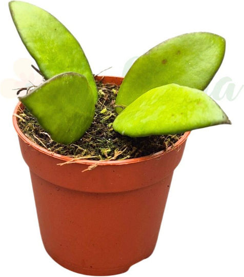 Hoya Davidcummingii Ø7 Cm