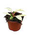 Philodendron ’snowdrift’ Ø12 Cm