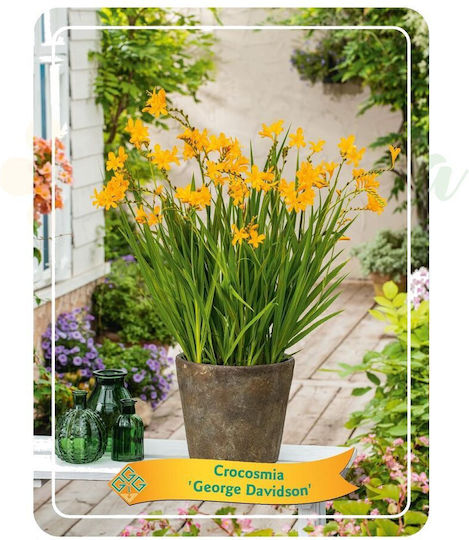 Eufloria Montbretia Crocosmia 'George Davison' Ø11 cm