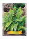 Polystichum Polyblepharum Farn Ø11 Cm