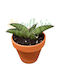 Sansevieria 'marsha Anjani' Ø8 Cm