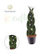 Sansevieria Cylindrica 'braid' Ø8.5 Cm