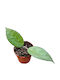 Hoya Tequila Sunrise Ø12 Cm