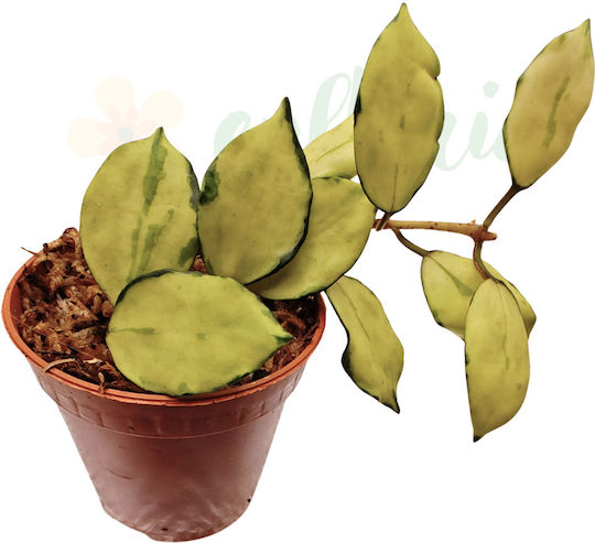 Hoya Lacunosa Minara Ø6 Cm