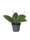 Hoya Wibergiae Ø6 Cm