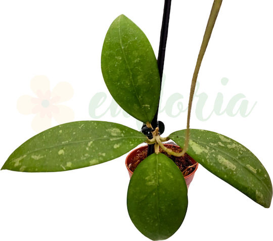 Hoya Mindorensis Ø6 Cm