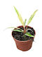 Philodendron 'caramel Marble' Ø8 Cm