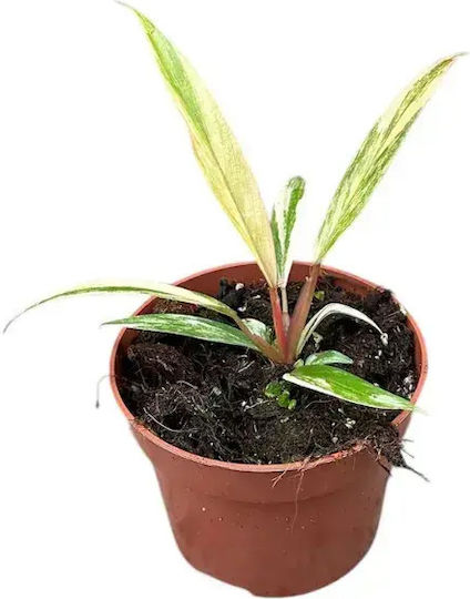 Philodendron 'caramel Marble' Ø8 Cm