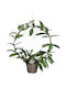 Hoya Pubicalyx 'silver Spot' Reva Ø14 Cm