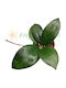 Hoya 'puom Siam Ruby' Ø12 Cm