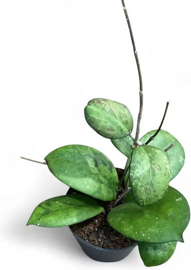 Hoya 'joy' Ø12 Cm